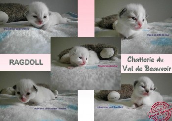 5 chatons Ragdoll - portée Ginger - Chatterie Ragdolls du Val de Beauvoir